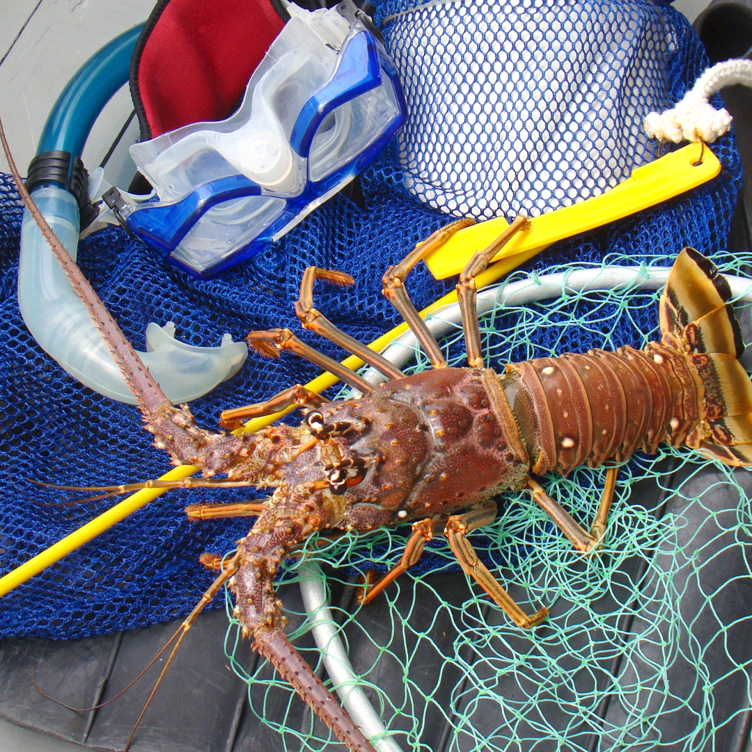 bahamas lobster fishing gear