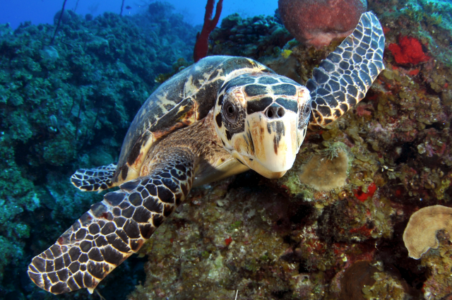 turtle